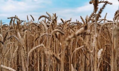 Alegeți pompe de irigatii eficiente și durabile pentru o agricultură sustenabilă