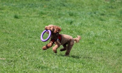 A joyful poodle running on grass with a purple toy ring in its mouth.