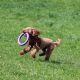 A joyful poodle running on grass with a purple toy ring in its mouth.