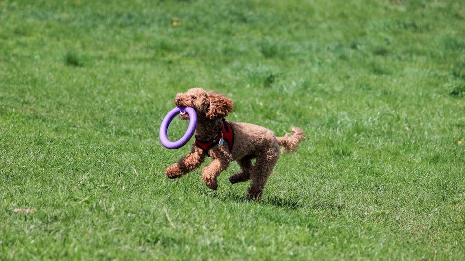 A joyful poodle running on grass with a purple toy ring in its mouth.